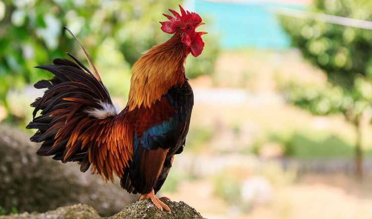 L’histoire du coq d’El Biar qui fait rire le monde entier: la police donne sa version