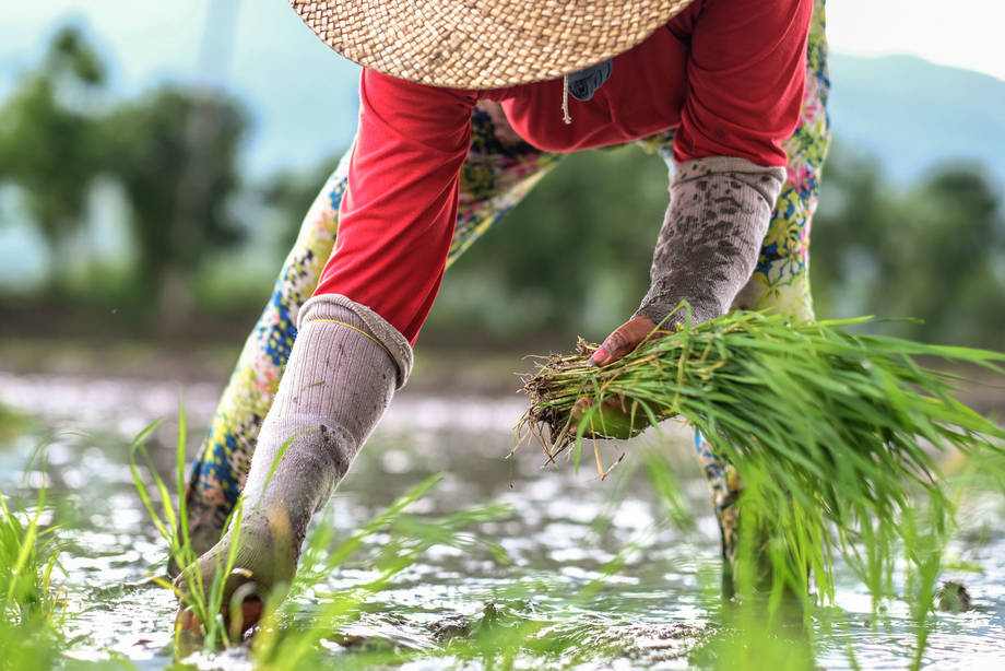 Un risque de crise alimentaire mondiale liée au coronavirus, selon l’ONU et l’OMC