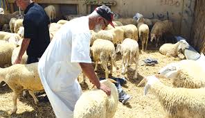 Pas de vente de moutons dans trois communes de Birtouta