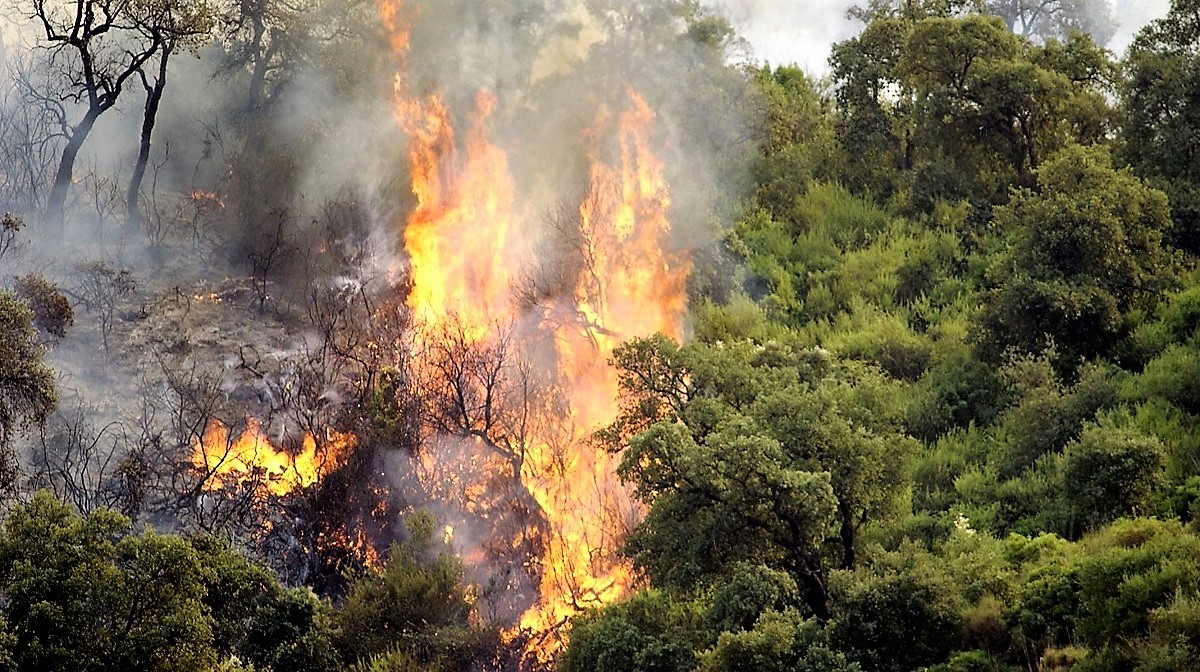 Incendies d’août : combien de personnes on été placées en détention provisoire ?