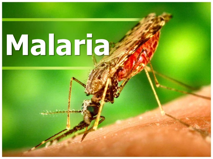 Environ 1100 personnes touchées par le Malaria à Tamanrasset