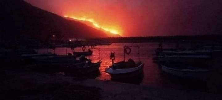 Feux de forêts à Tipasa: scènes de désolation à Gouraya (reportage)