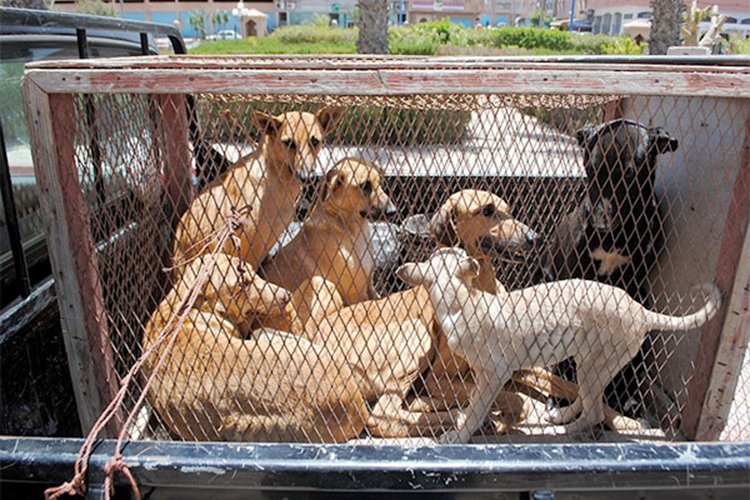 “القالوفة” بأي حق؟ و بأي قانون؟