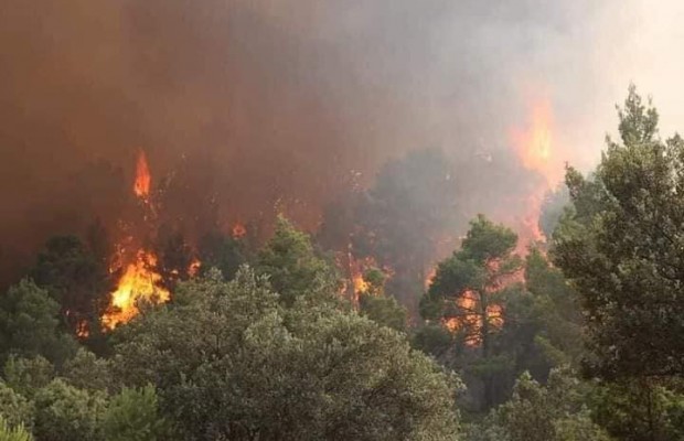 Incendies de Khenchela : arrestation de 3 individus