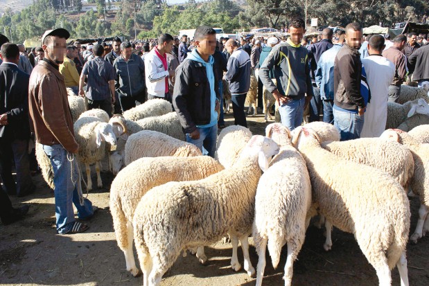 Flambée des prix des moutons: les éleveurs expliquent (vidéo)