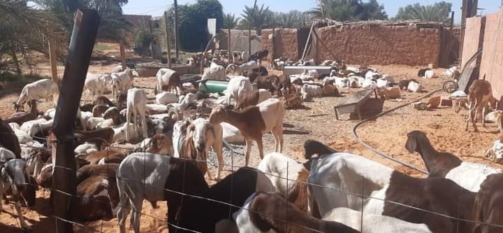 وصول أول شحنة بقر قادمة من النيجر لدعم الإستهلاك المحلي (صور)