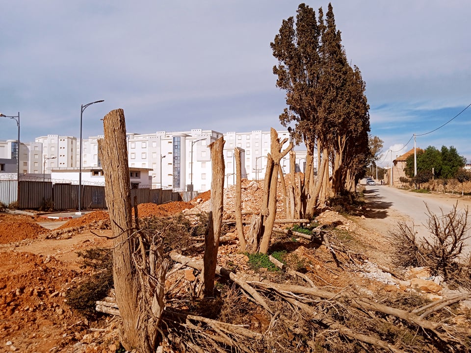 القرية الاولمبية بوهران: قطع أشجار تقي من الرياح واستبدالها بجدار إسمنت