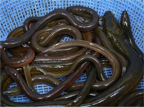 الجزائر تصدر سمك “الانقليس” المهدد بالانقراض نحو تونس