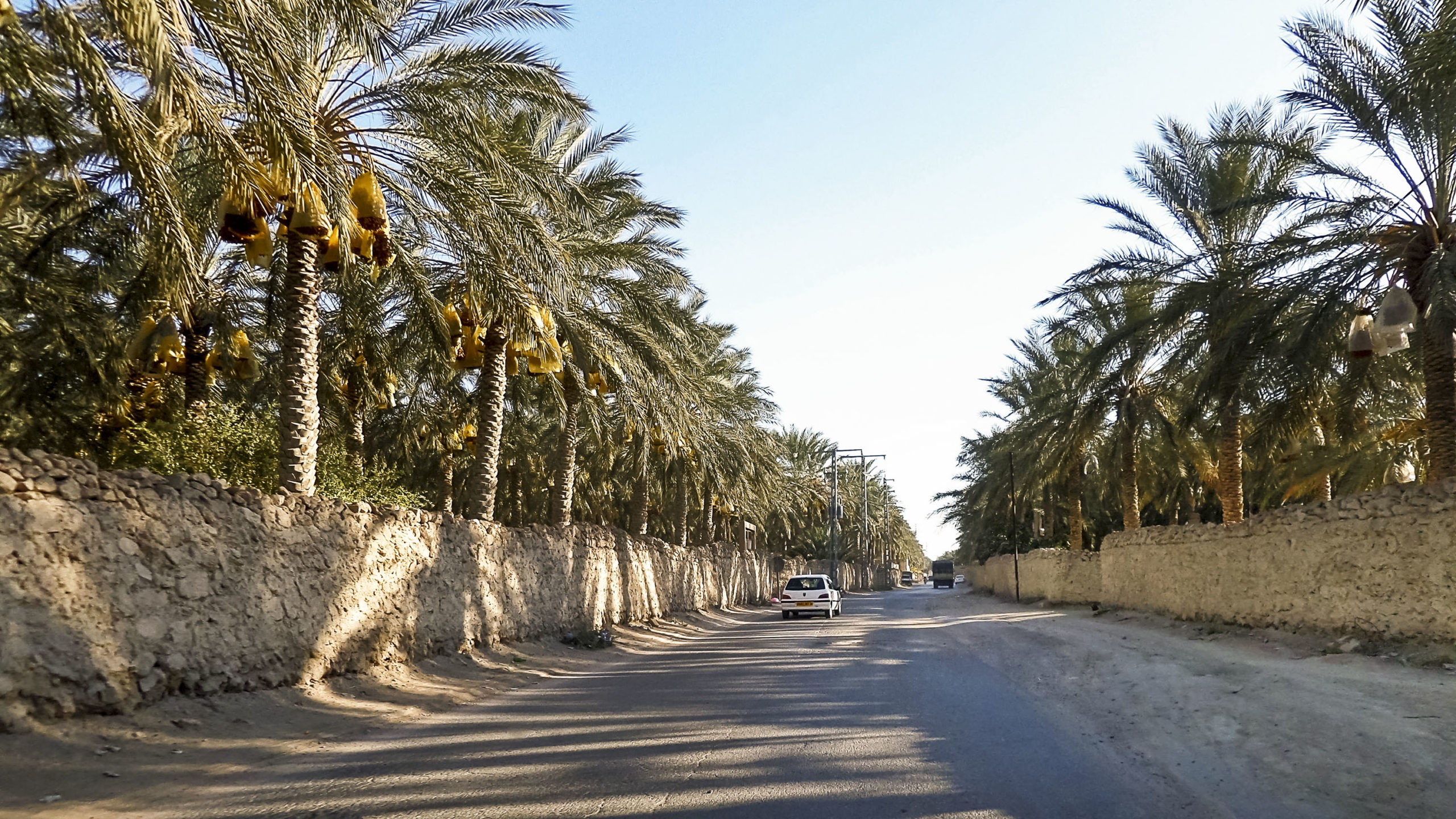 Biskra, reine des Zibans… «Deglet Nour», reine des dattes