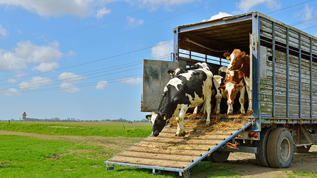 الجزائر لن تستورد الأبقار الإسبانية بعد الآن.. قرار سياسي أم اقتصادي؟