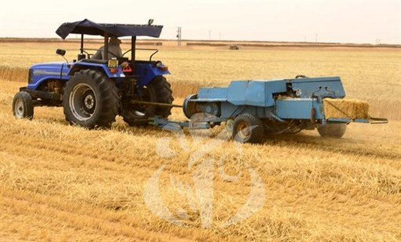 الوزارة أرجعت القرار للوضع الجيو سياسي: الفلاحون ملزمون بدفع محصولهم من القمح والشعير لتعاونيات الحبوب