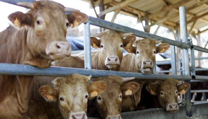 الجزائر ترفض استلام 798 عجلاً فرنسيا لاصابتها بفيروس معدي￼