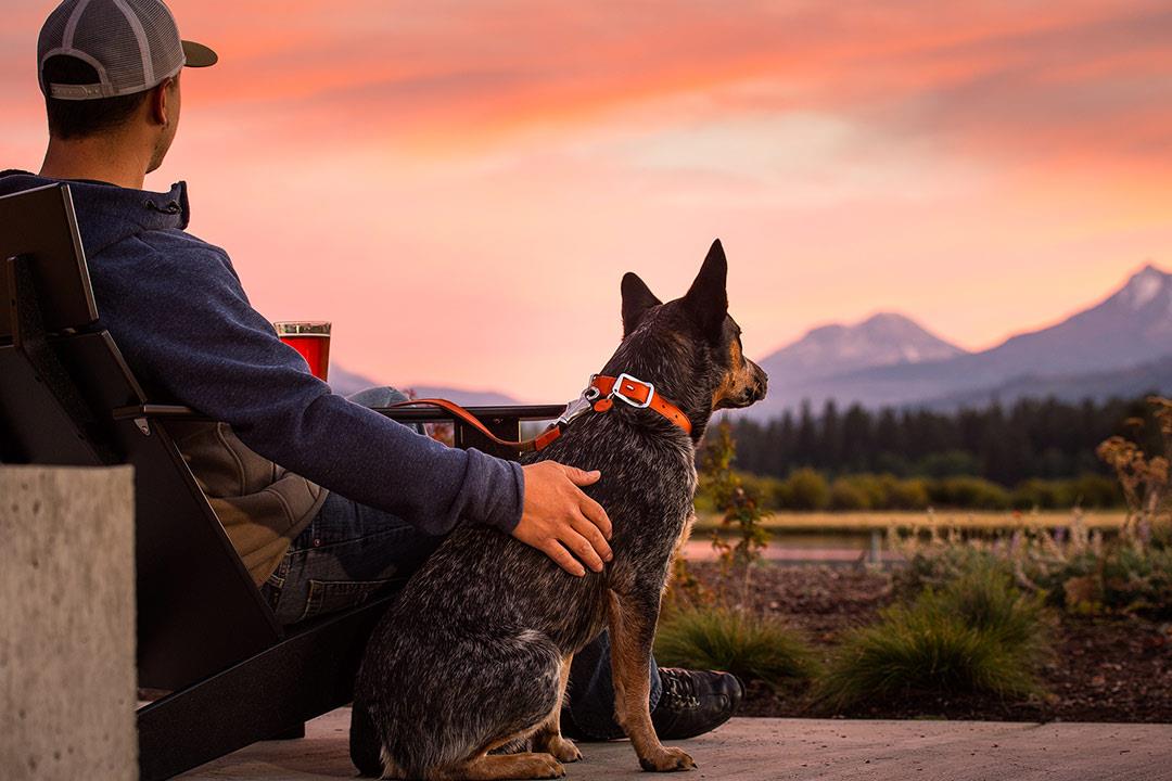 قانون جديد لامتلاك الكلاب..تسجيل 110 ألف عضة حيوان في 2021
