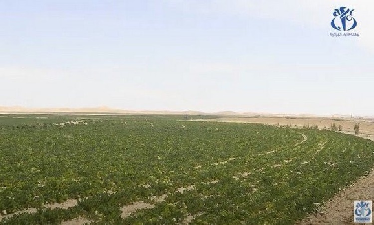 Des terres agricoles au sud pour la laiterie Soummam