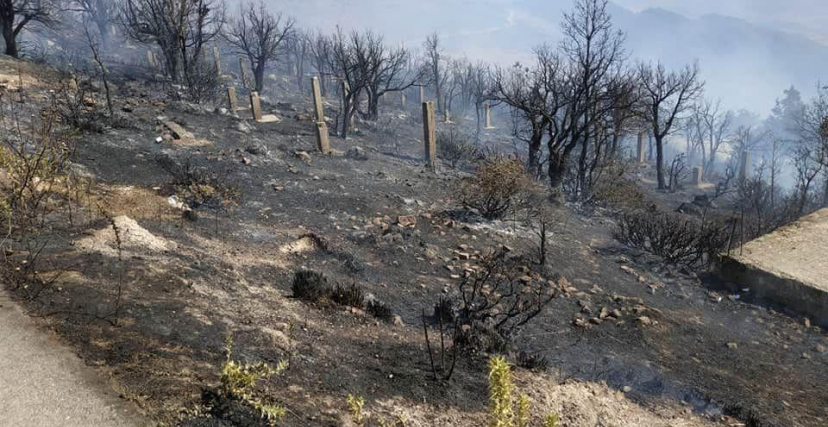 قرار بمنع إنتاج الفحم واستقدام ستة طائرات من الشيلي لإخماد الحرائق