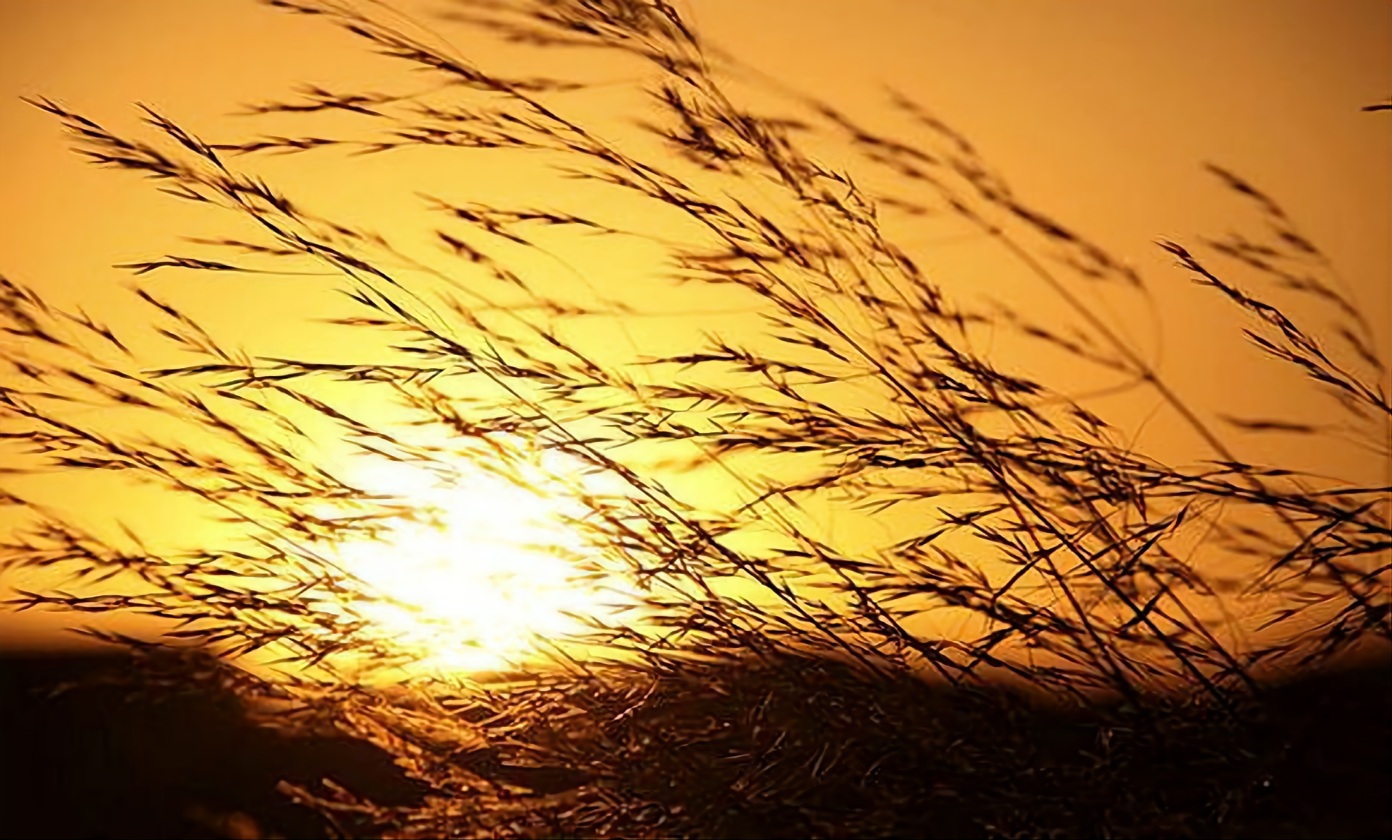 Climat: juillet 2023, le mois le plus chaud jamais enregistré sur terre