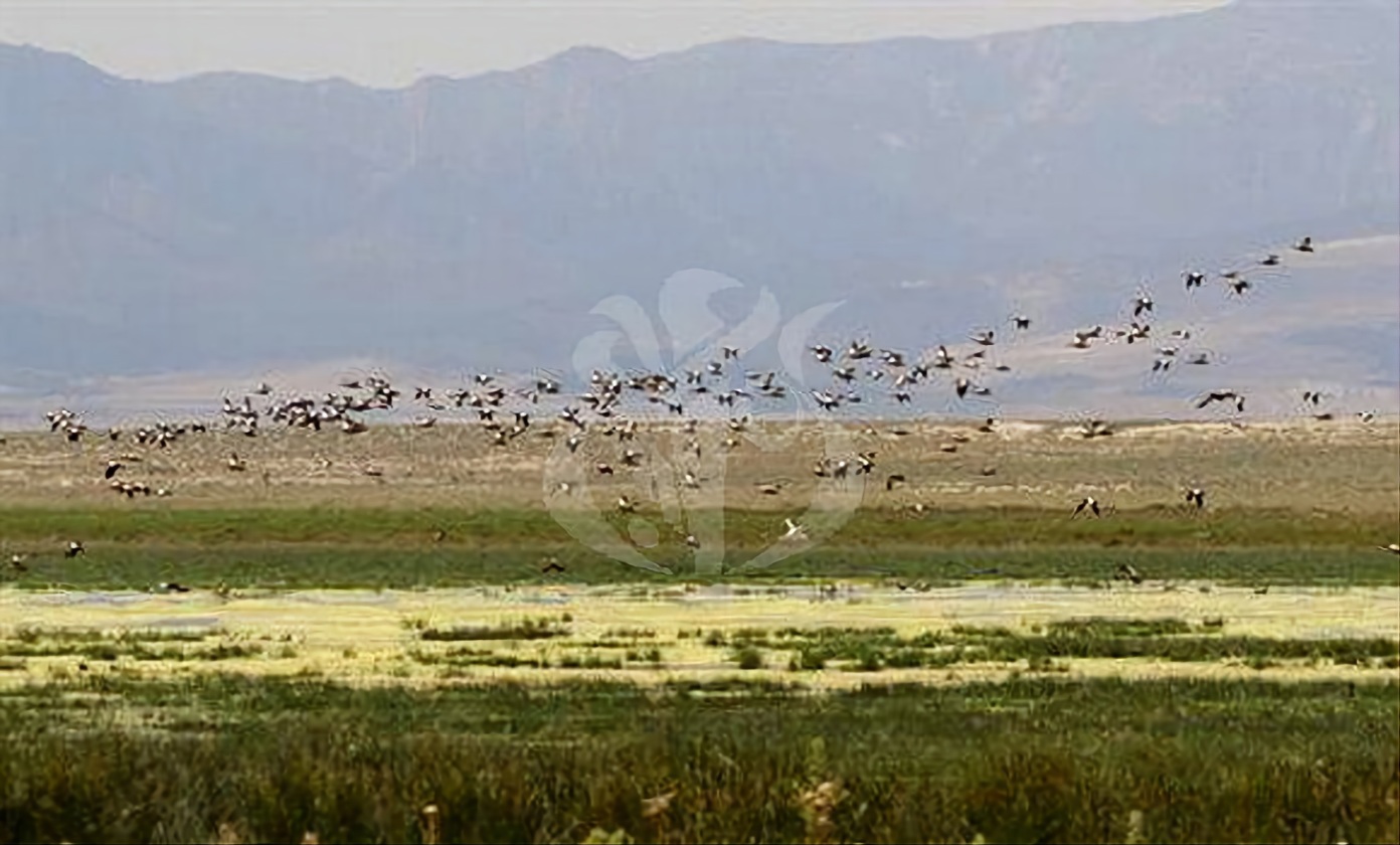 جانت: إحصاء نحو 320 طائرا معششا في المناطق الرطبة