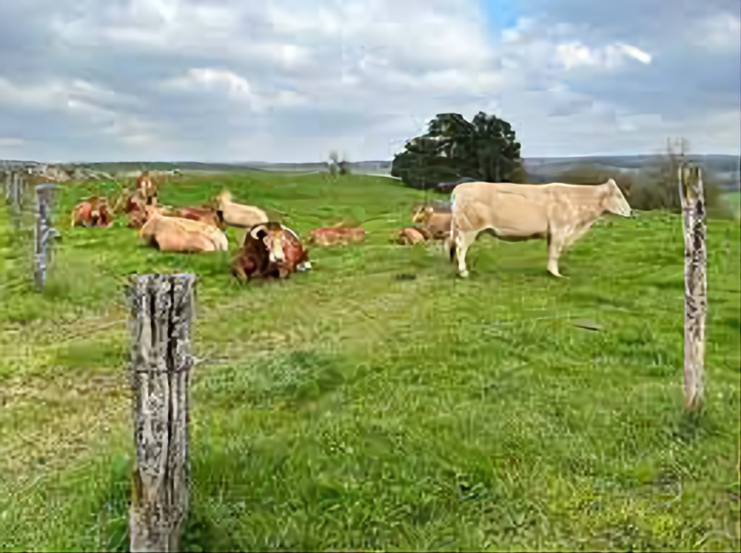 Agriculture: arret “immédiat” de l’importation de bovins Français