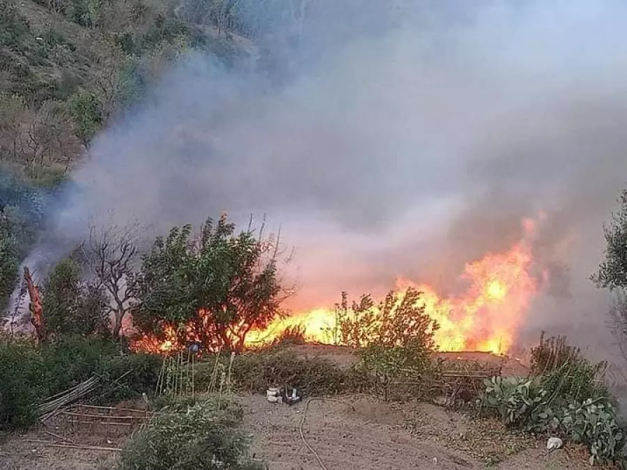 بجاية وبومرداس: تسجيل 70 حريقاً غابياً في الـ 24 ساعة الأخيرة
