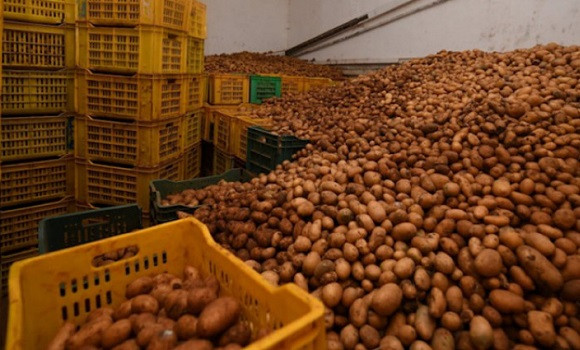 ONILEV: déstockage de 30.000 tonnes de pomme de terre destinées à la consommation