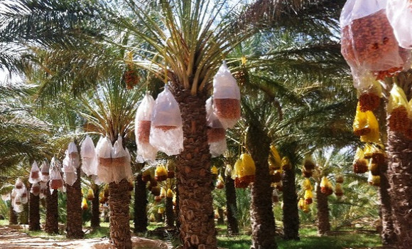 Production de dattes : Abdelhafidh Heni annonce la plantation d’un million de palmiers
