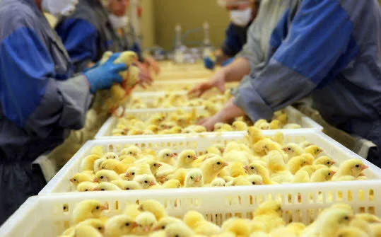 Commerce extérieur : l’importation de poussins depuis l’Espagne autorisée de nouveau