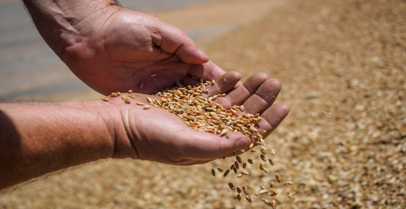 إيداع مدير تعاوينة الحبوب والبقول الجافة الحبس المؤقت