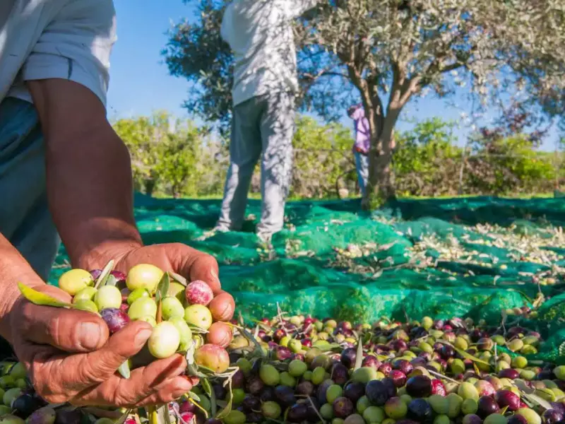 Tizi-Ouzou : participation de 16 wilayas à la 10e fête de l’olivier de Maâtkas  