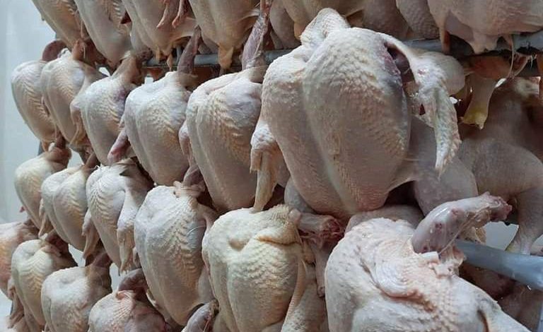 الشروع في تسويق 3 ألاف طن من الدجاج المجمد المستورد