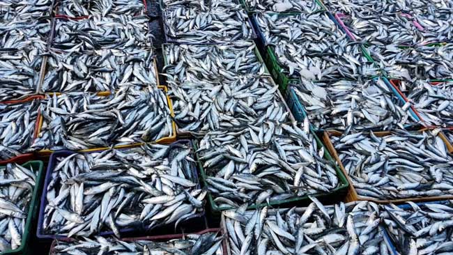 Après la viande et le poulet, l’Algérie va importer de la sardine