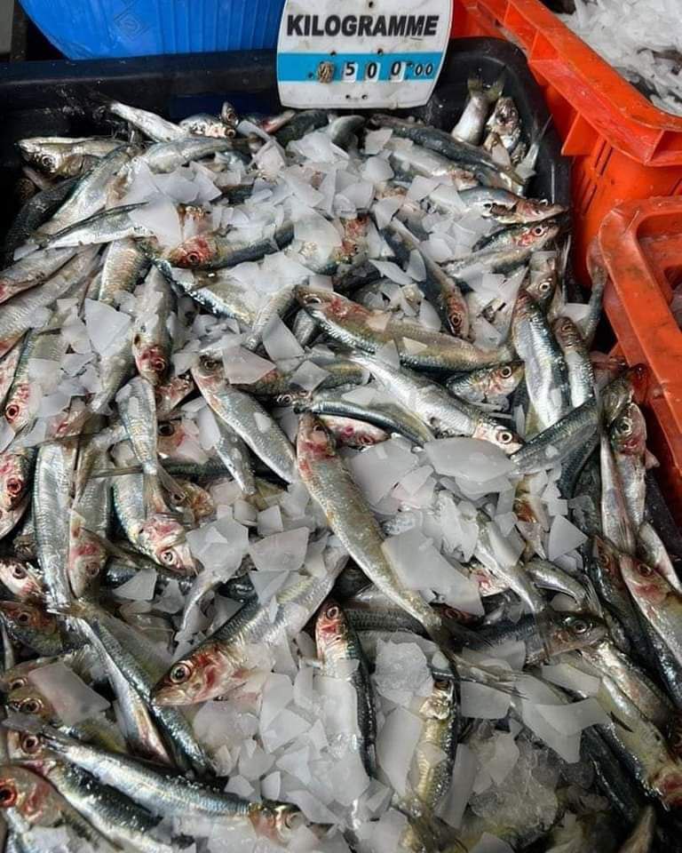 وزارة الصيد البحري: استيراد 10 طن من السردين التونسي