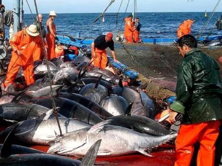 Pêche : augmentation du quota de l’Algérie de thon rouge à 2046 tonnes en 2024  